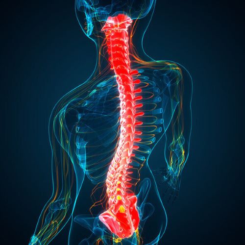 Columna vertebral para ilustrar bloqueos paravertebrales que puede tratar el traumatólogo de Clínica Martín Navarro
